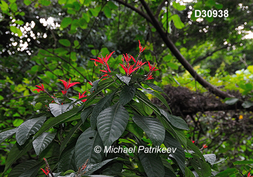 Aphelandra pulcherrima